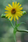 Silphium perfoliatum L.