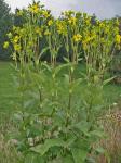 Silphium perfoliatum L.