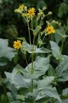 Silphium perfoliatum L.