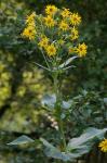 Silphium perfoliatum L.