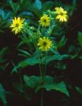 Silphium perfoliatum L.