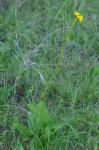 Silphium terebinthinaceum Jacquin