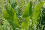 Silphium terebinthinaceum Jacquin