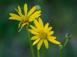 Silphium terebinthinaceum Jacquin