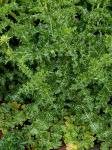 Silybum marianum (L.) Gaertn.