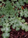 Silybum marianum (L.) Gaertn.