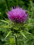 Silybum marianum (L.) Gaertn.