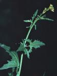 Sisymbrium officinale (Linnaeus) Scopoli