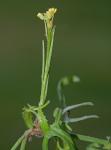 Sisymbrium officinale (Linnaeus) Scopoli