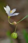 Sisyrinchium albidum Raf.