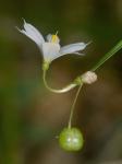Sisyrinchium albidum Raf.