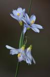 Sisyrinchium albidum Raf.
