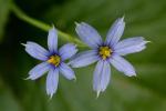 Sisyrinchium angustifolium P. Mill.