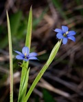 Sisyrinchium angustifolium P. Mill.