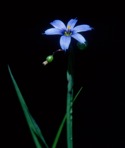 Sisyrinchium angustifolium P. Mill.