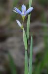 Sisyrinchium atlanticum Bickn.