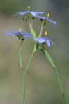 Sisyrinchium atlanticum Bickn.