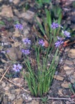 Sisyrinchium mucronatum Michx.