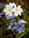 Sisyrinchium mucronatum Michx.
