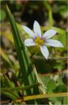 Sisyrinchium micranthum Cav.