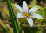 Sisyrinchium micranthum Cav.