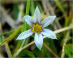 Sisyrinchium micranthum Cav.