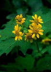 Smallanthus uvedalia (L.) Mackenzie ex Small