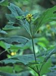 Smallanthus uvedalia (L.) Mackenzie ex Small