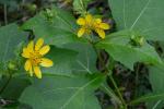 Smallanthus uvedalia (L.) Mackenzie ex Small
