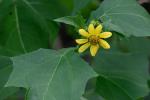 Smallanthus uvedalia (L.) Mackenzie ex Small