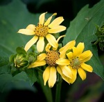 Smallanthus uvedalia (L.) Mackenzie ex Small