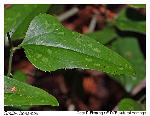 Smilax bona-nox L. var. bona-nox