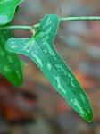Smilax bona-nox L. var. bona-nox