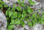 Smilax glauca Walt.