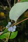 Smilax glauca Walt.