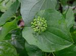 Smilax herbacea L.