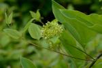 Smilax herbacea L.