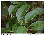 Smilax laurifolia L.