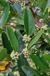 Smilax laurifolia L.