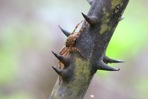 Smilax laurifolia L.