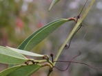 Smilax laurifolia L.