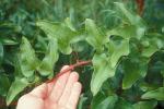 Smilax pseudochina L.