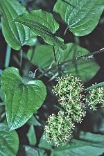 Smilax pulverulenta Michx.