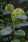 Smilax pulverulenta Michx.