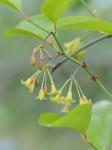 Smilax rotundifolia L.