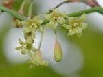 Smilax rotundifolia L.