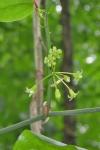Smilax rotundifolia L.