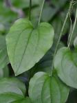 Smilax hispida Raf.
