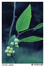 Smilax walteri Pursh