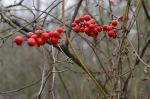 Smilax walteri Pursh